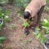 planting cocoa